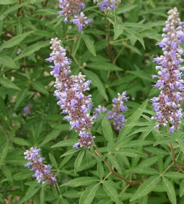 Chaste Tree Flowers